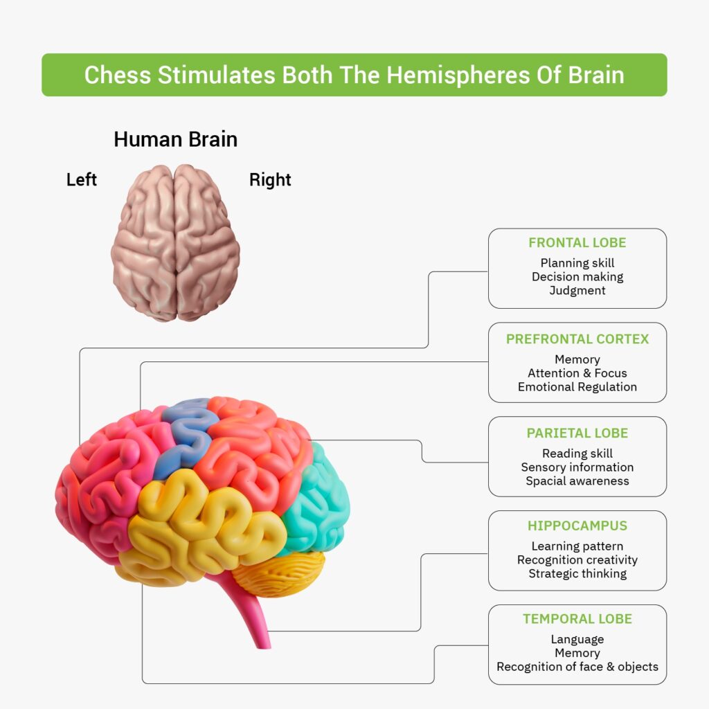 human brain hemispheres